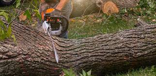 Best Stump Grinding and Removal  in USA