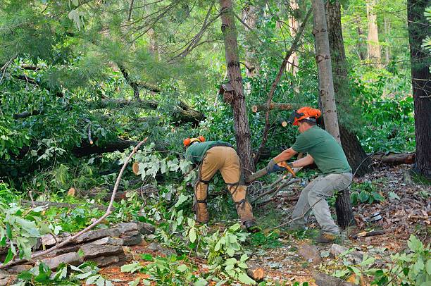 Best Utility Line Clearance  in USA